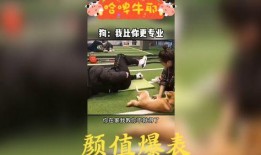 搞笑配音视频大全爆料下载,爆笑瞬间，下载笑翻天！